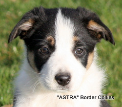 Tricolour, female, border collie puppy